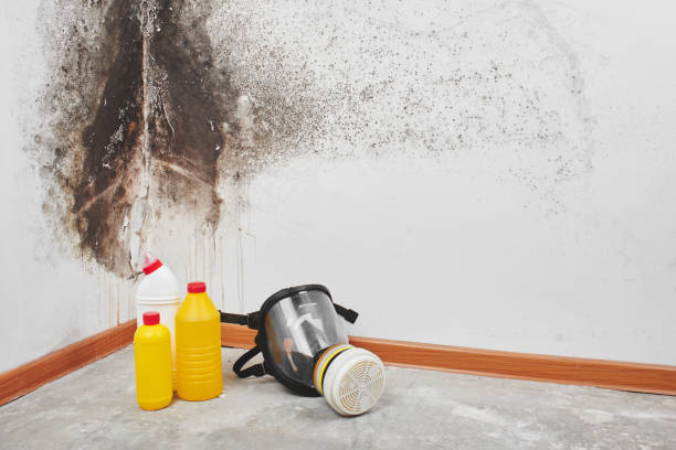 Best Mold Remediation  in Pacifi, CA