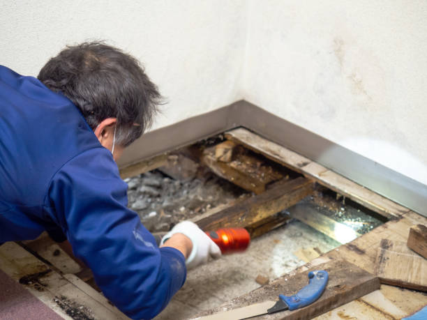 Best Same-Day Mold Removal  in Pacifi, CA