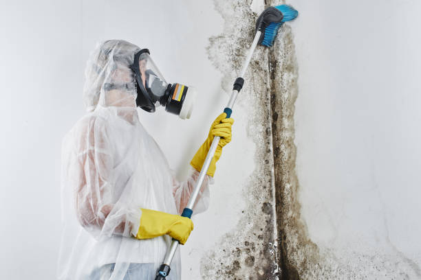 Certified Mold Removal in Pacifica, CA