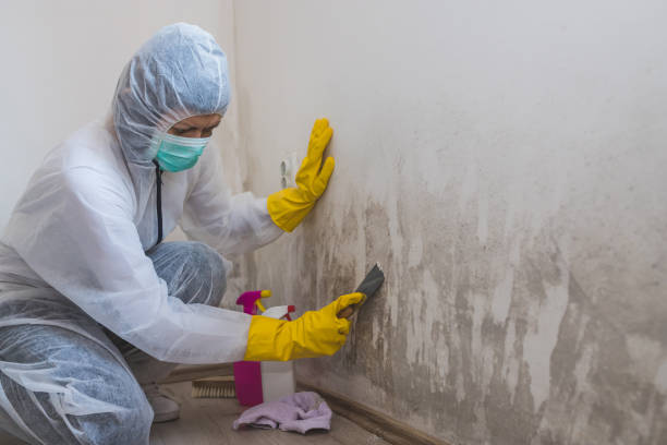 Best Professional Mold Removal  in Pacifi, CA