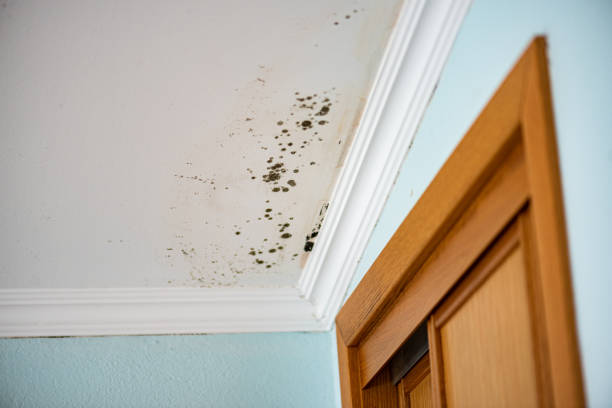 Trusted Pacifica, CA Mold Removal Experts