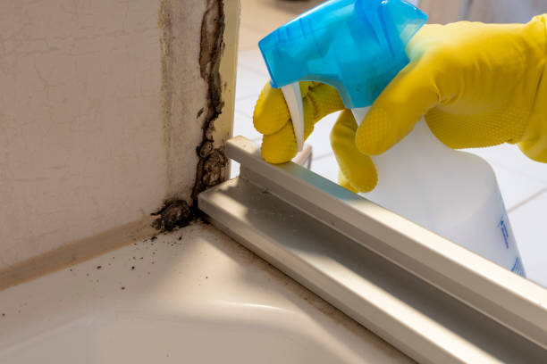 Best Office Mold Removal Services  in Pacifi, CA