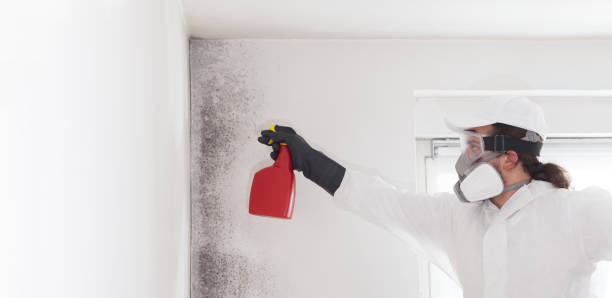 Best Mold Damage Repair  in Pacifi, CA