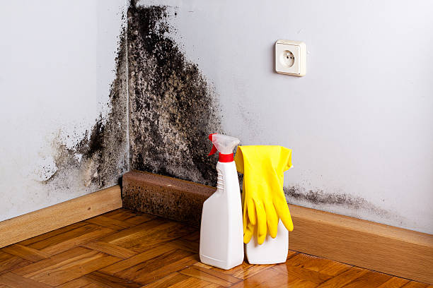 Mold Removal and Inspection in Pacifica, CA